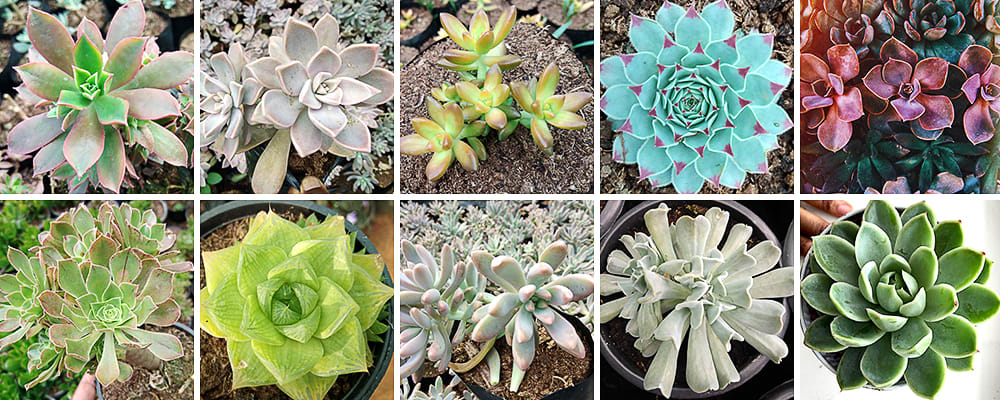 Succulent Colours